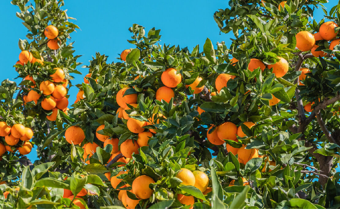 GIN 232 GRA Blog Header Feb Show your skin some love VitaminC